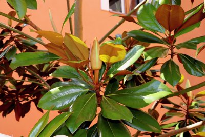 Magnolia grandiflora 'DD Blanchard' - šácholán velkokvětý - pupen květ